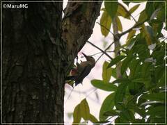 Melanerpes aurifrons