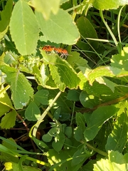 Pentatomomorpha