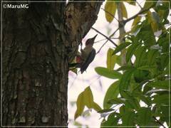 Melanerpes aurifrons