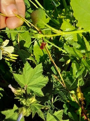 Pentatomomorpha