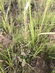 Eragrostis gummiflua