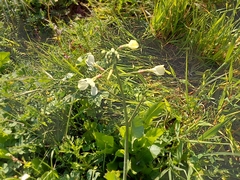 Raphanus raphanistrum