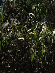 Eucalyptus viminalis pryoriana