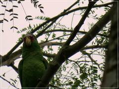 Amazona albifrons