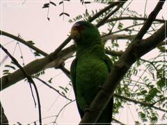 Amazona albifrons