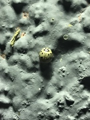 Olla v-nigrum