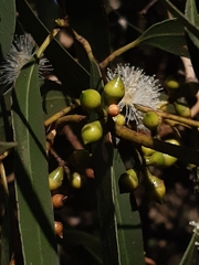 Eucalyptus viminalis pryoriana