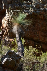 Xanthorrhoea quadrangulata