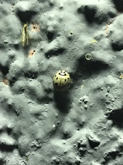 Olla v-nigrum