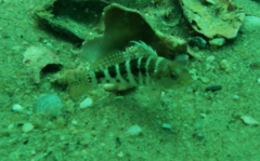 Centropristis ocyurus