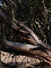 Eucalyptus viminalis pryoriana