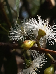 Eucalyptus viminalis pryoriana