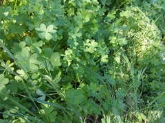 Oxalis pes-caprae