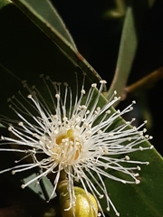 Eucalyptus viminalis pryoriana