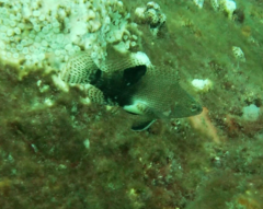 Serranus subligarius
