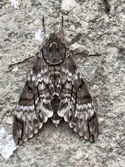 Psilogramma papuensis