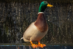 Anas platyrhynchos