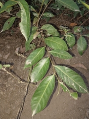 Glochidion ferdinandi