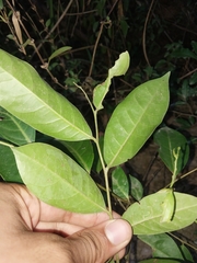 Glochidion ferdinandi