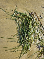 Zostera muelleri