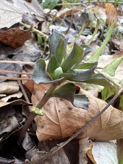 Obolaria virginica