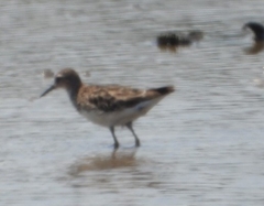 Calidris subminuta