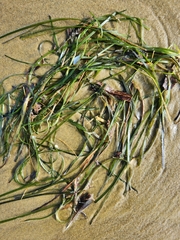 Zostera muelleri