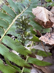 Obolaria virginica