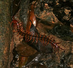 Scolopendra dehaani
