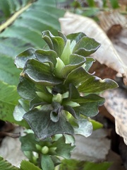 Obolaria virginica