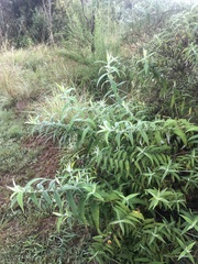 Buddleja salviifolia
