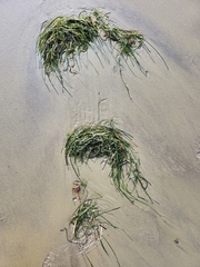 Zostera muelleri