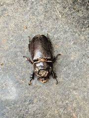 Oryctes rhinoceros