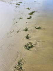 Zostera muelleri