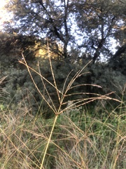 Digitaria eriantha