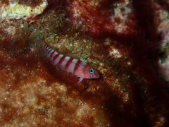 Notoclinops segmentatus