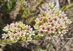 Crassula undulata