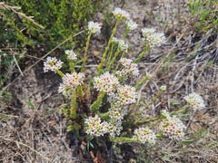 Crassula undulata