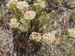 Crassula undulata