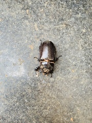 Oryctes rhinoceros