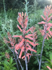 Aloe greatheadii