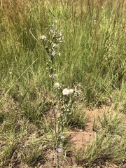 Erigeron bonariensis