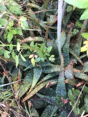 Aloe greatheadii