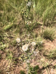 Erigeron bonariensis