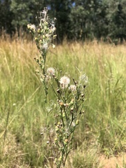 Erigeron bonariensis