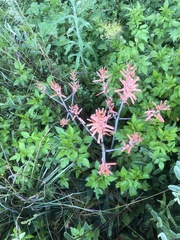Aloe greatheadii