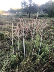Aloe greatheadii
