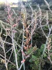 Aloe greatheadii