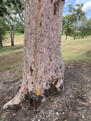 Corymbia henryi