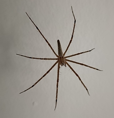 Euprosthenops bayaonianus